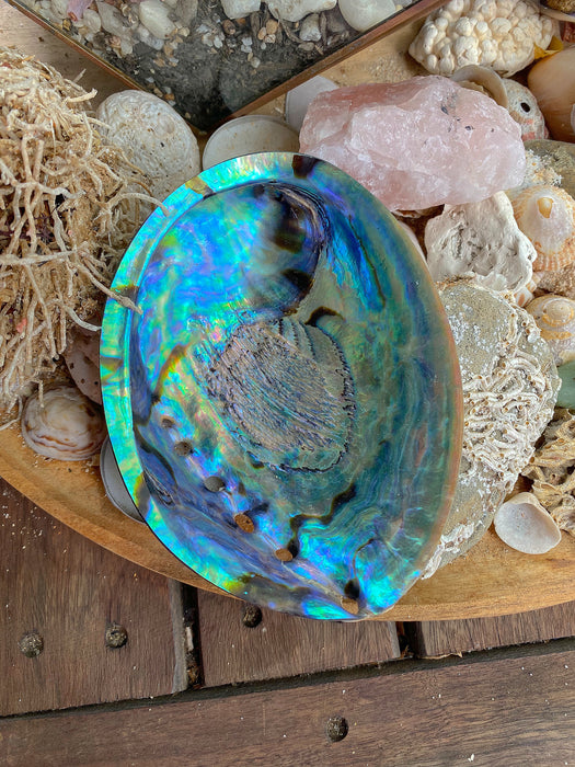 ABALONE RAINBOW SHELL | PERFECT FOR SAGE BOWL